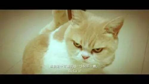 假如咪蒙、黎貝卡和六神磊磊一起辦公，會(huì)是什么景象？